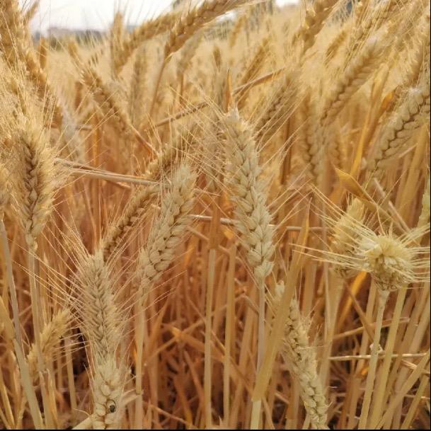 河南农科豫玉种业有限公司