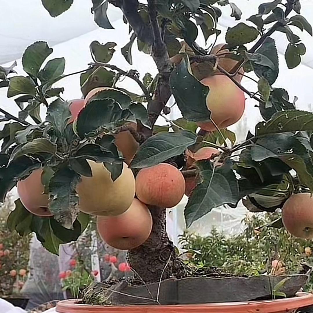 小王🐯 愛种果树