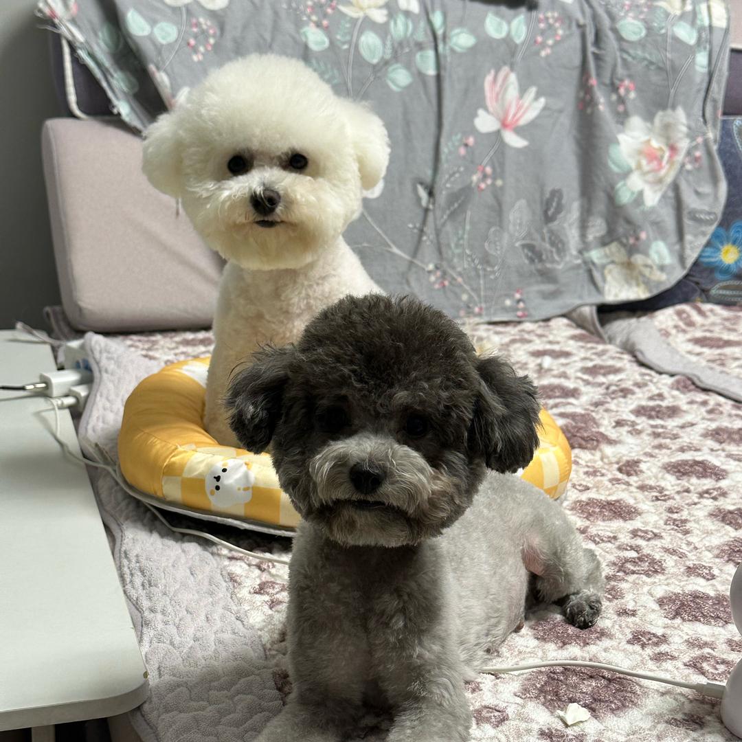 白比熊🐻和灰泰迪🐶