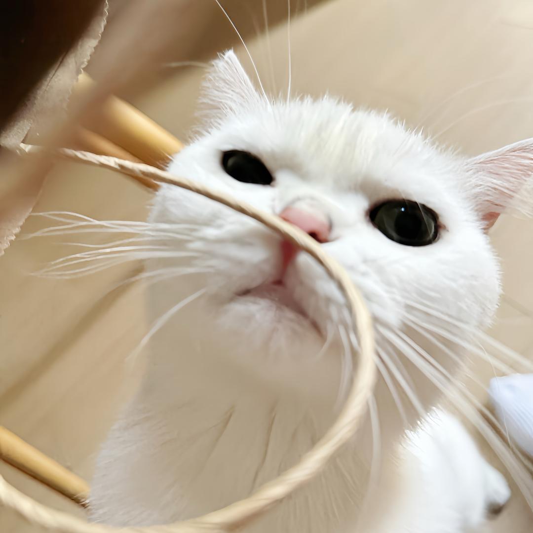 凛冬