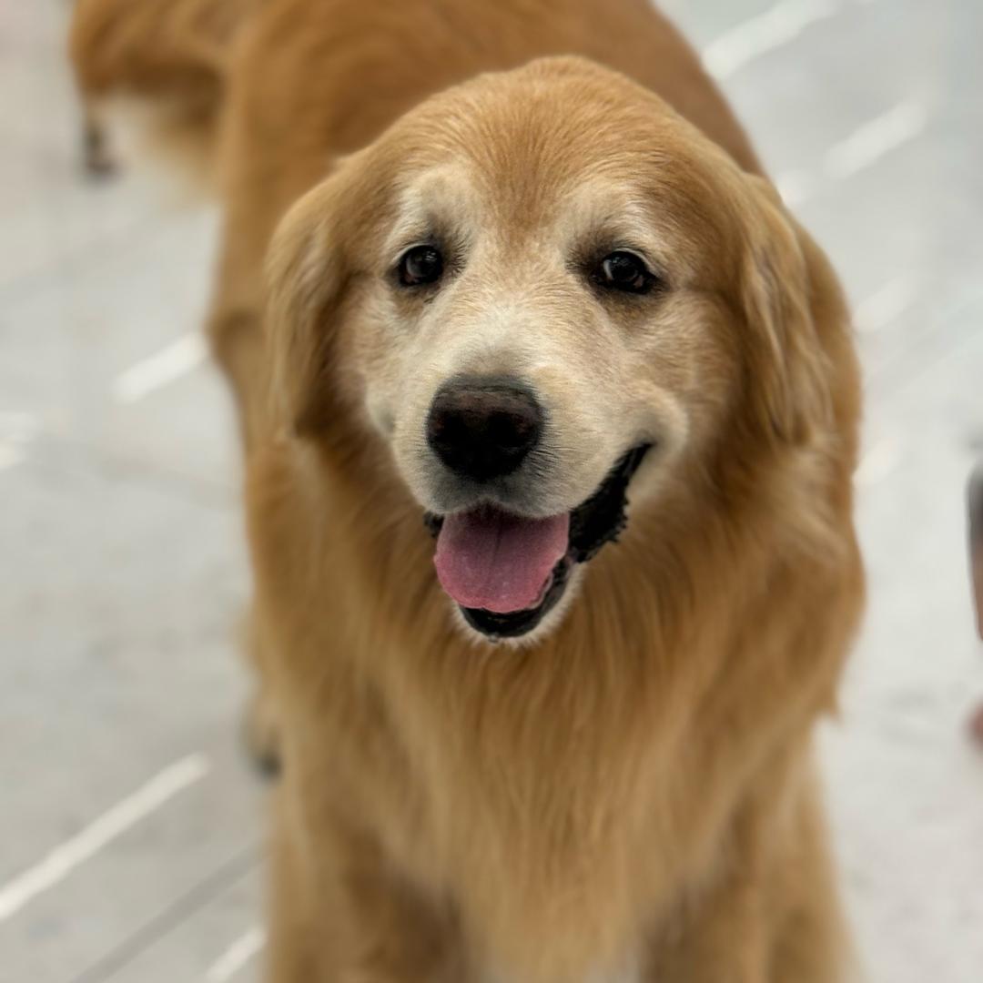 娅米宠物～赣州宠物看过来