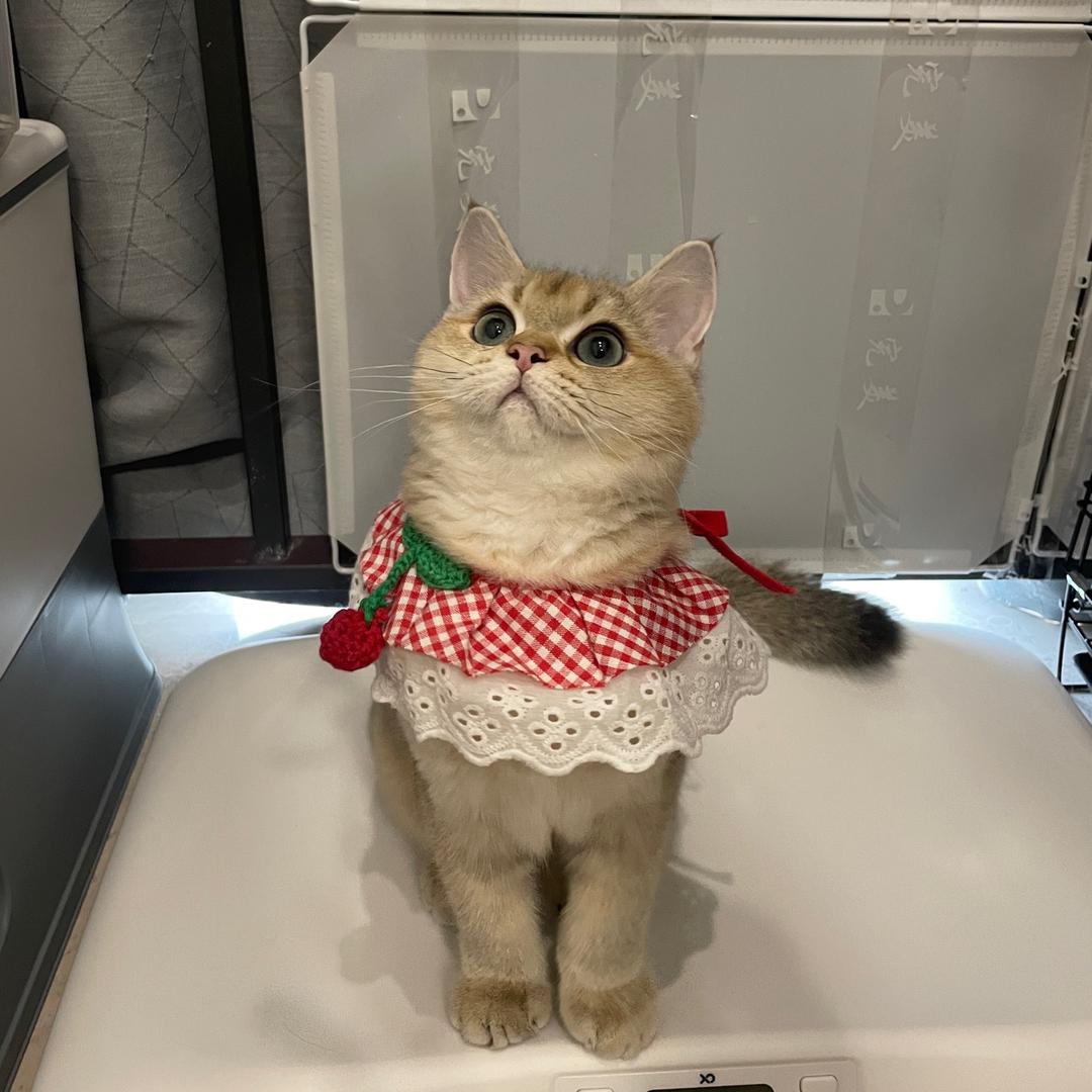 藏金阁猫舍