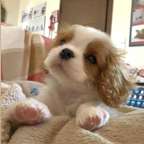 无敌霸王龙