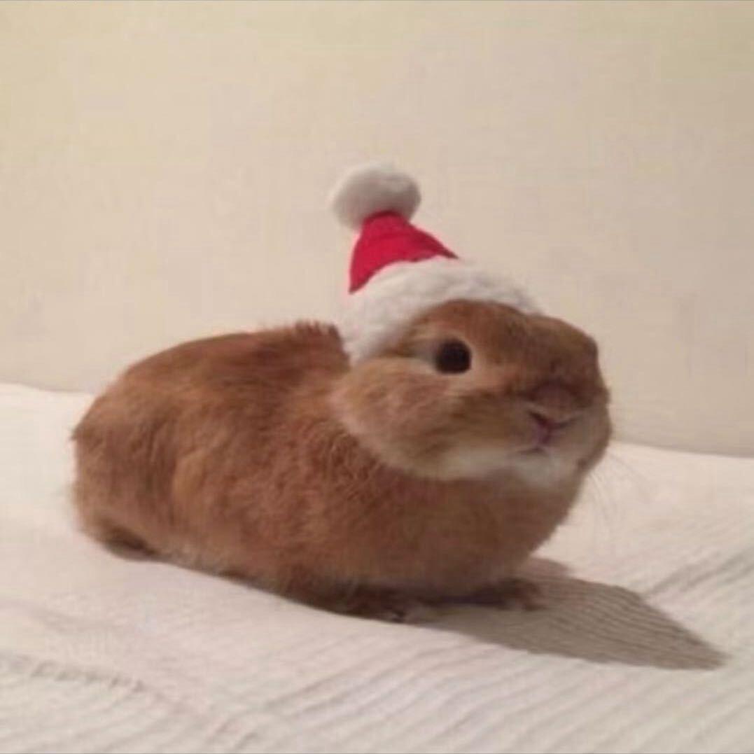 加州桂（被伯贤饭撒版