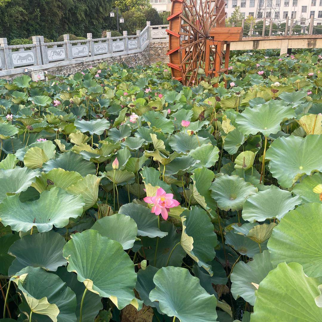 律助理