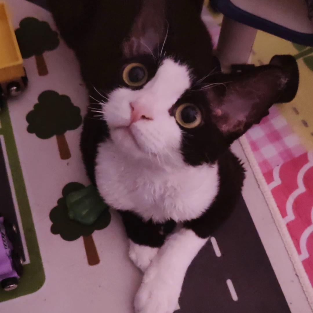 村长家的德文卷毛猫