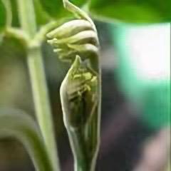 重庆姐姐好样的(勿连赞）