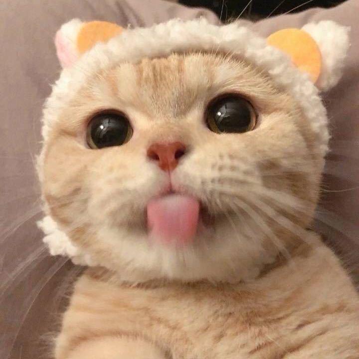 🐭蓝皮鼠和大脸猫🐱