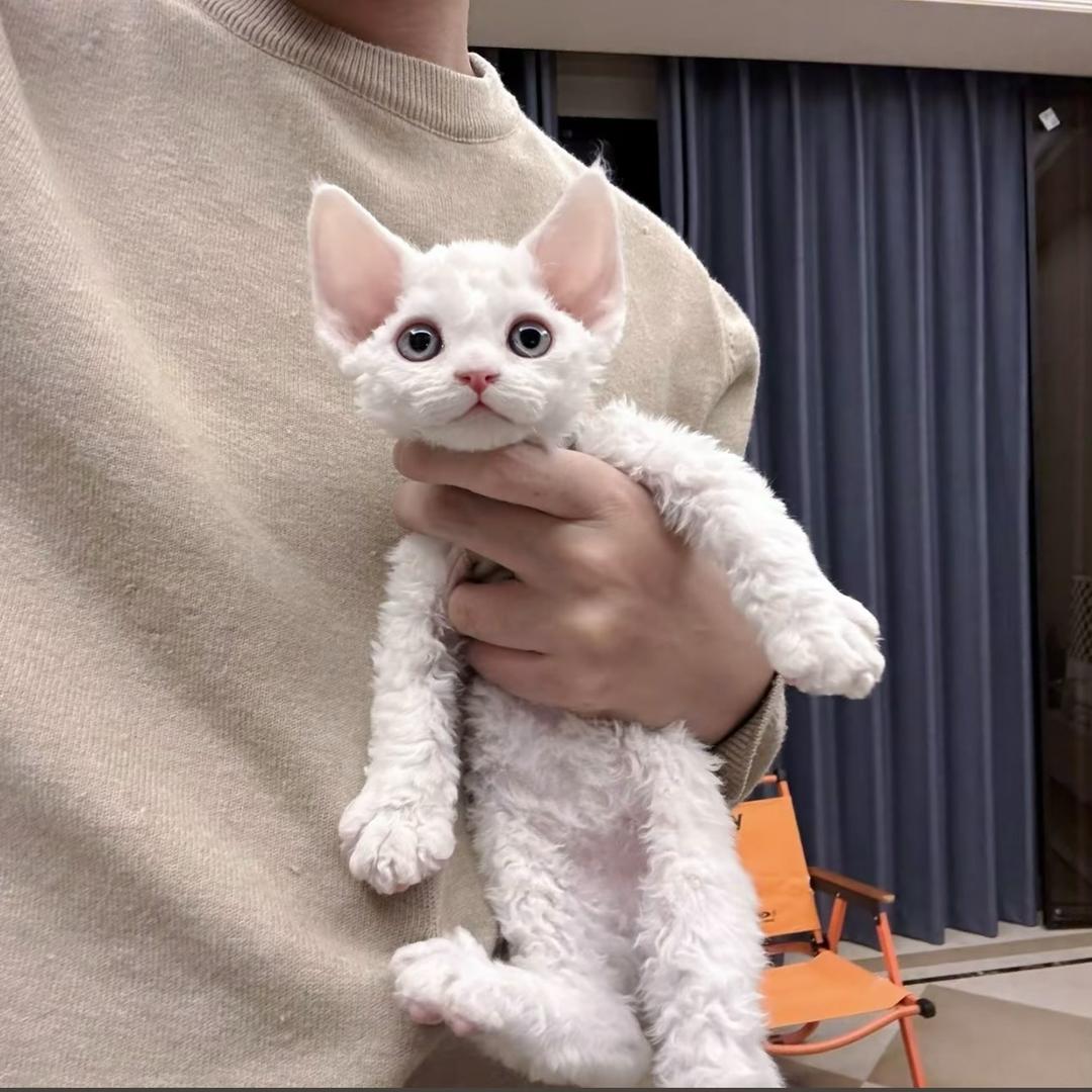 德文