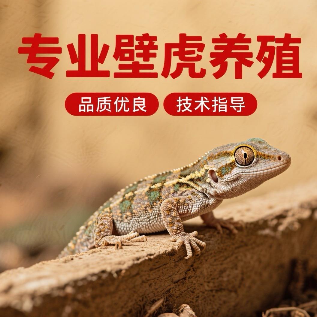 保定壁虎繁育基地