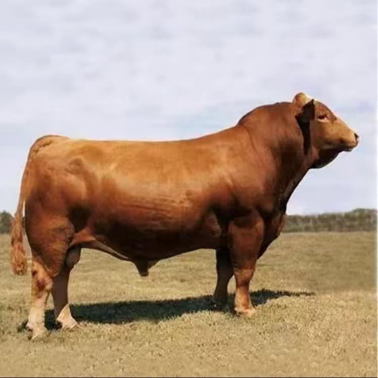 肉牛