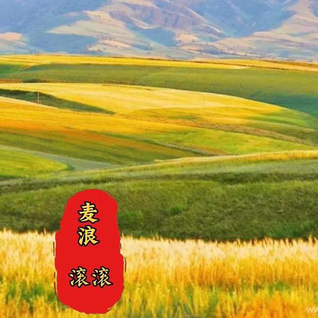 麦浪滚滚随手拍