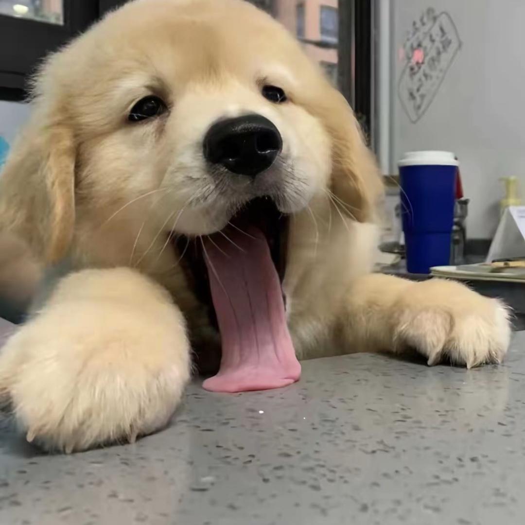 一个小瓜瓜