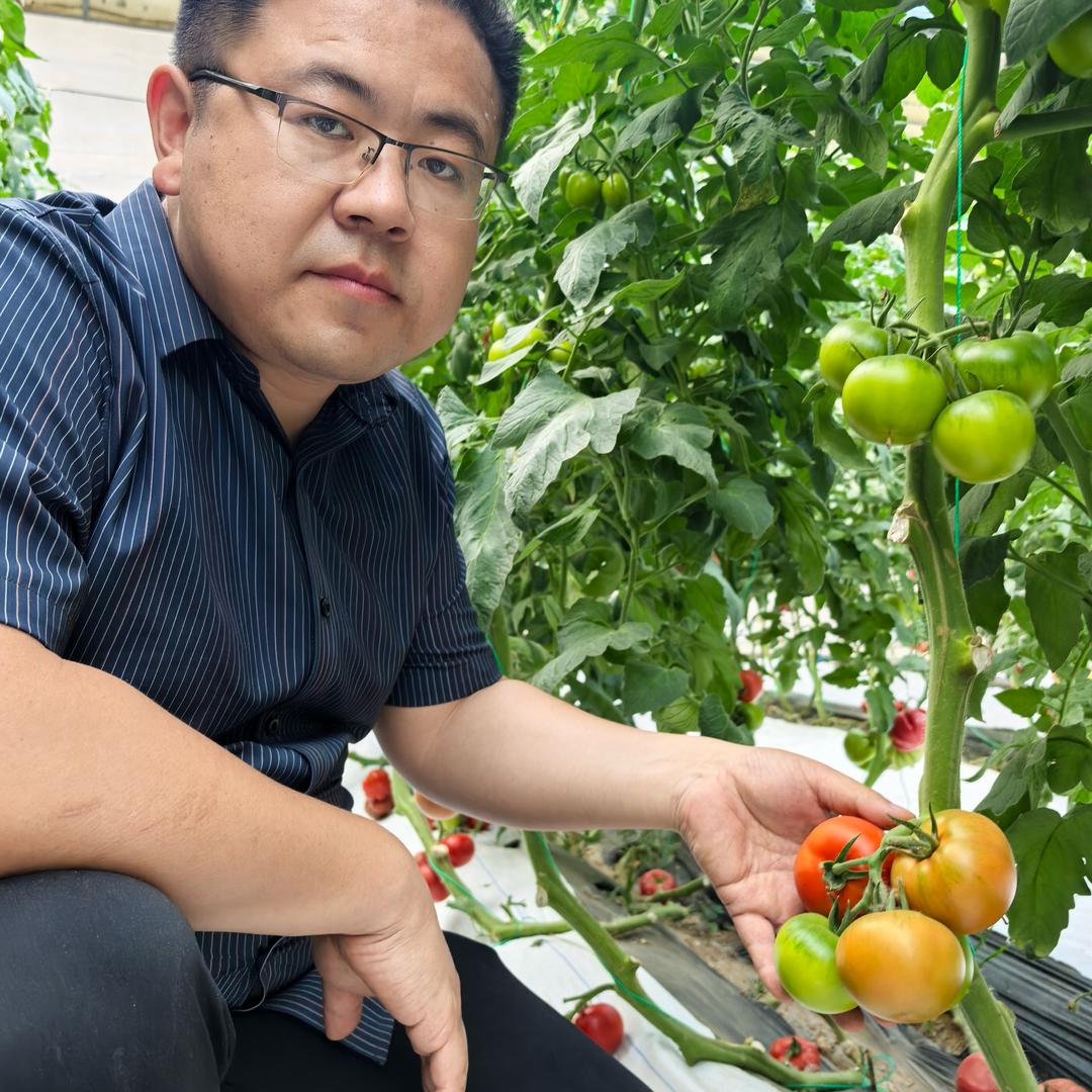 老杨讲番茄