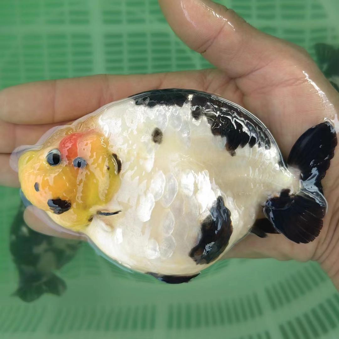 银鳞金鱼水族店