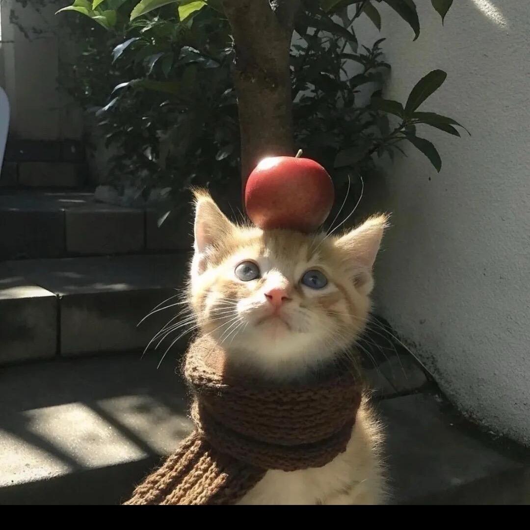 小青橘.