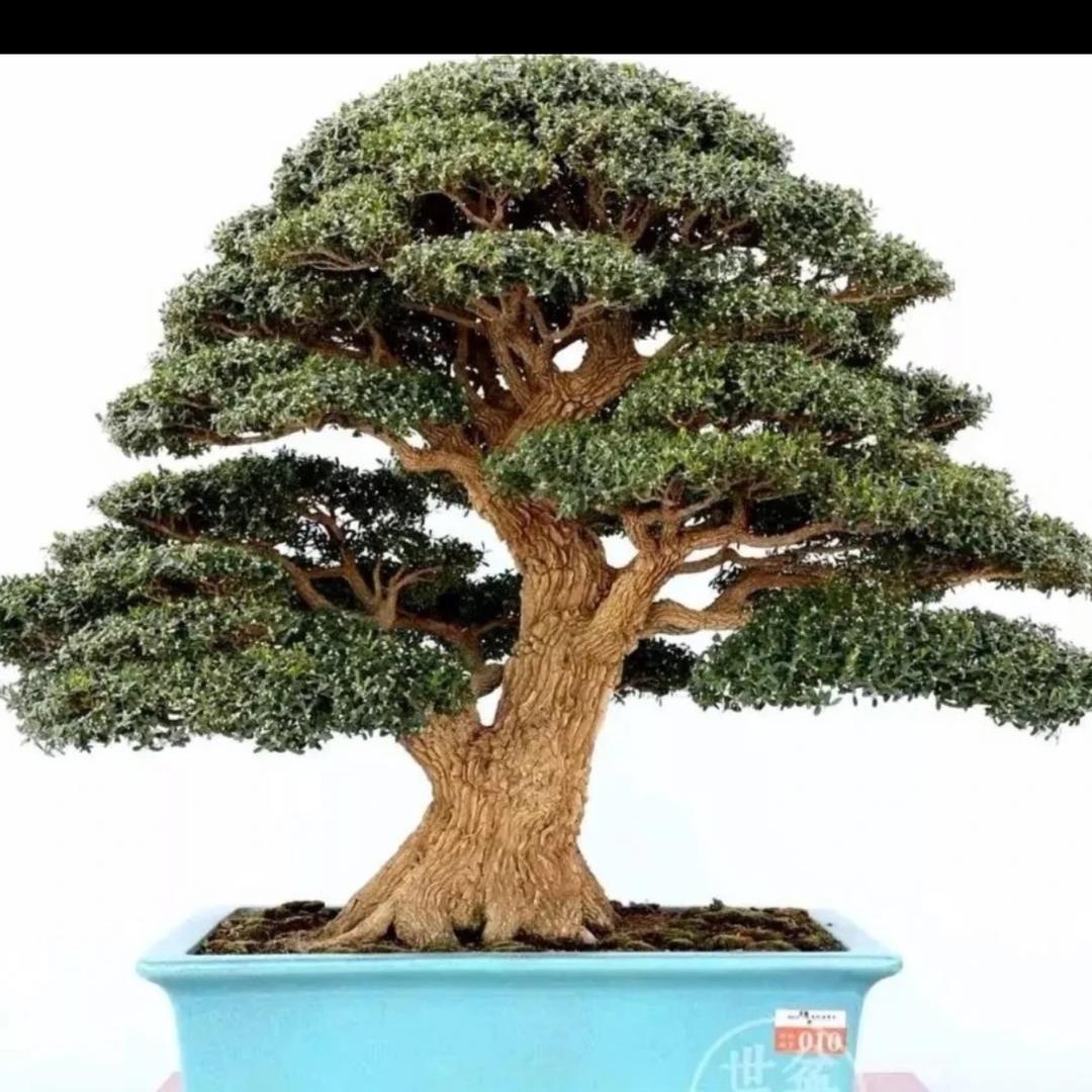 昊扬雀舌黄杨盆景