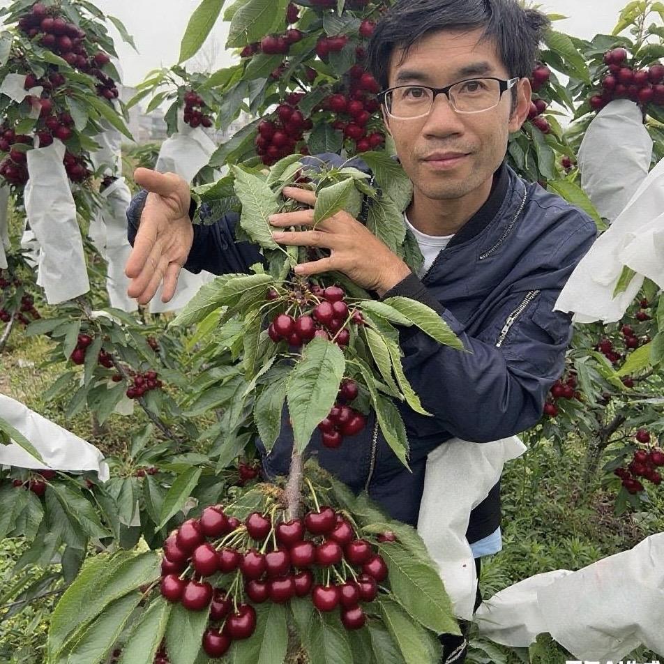 贵州车厘子树苗研究中心