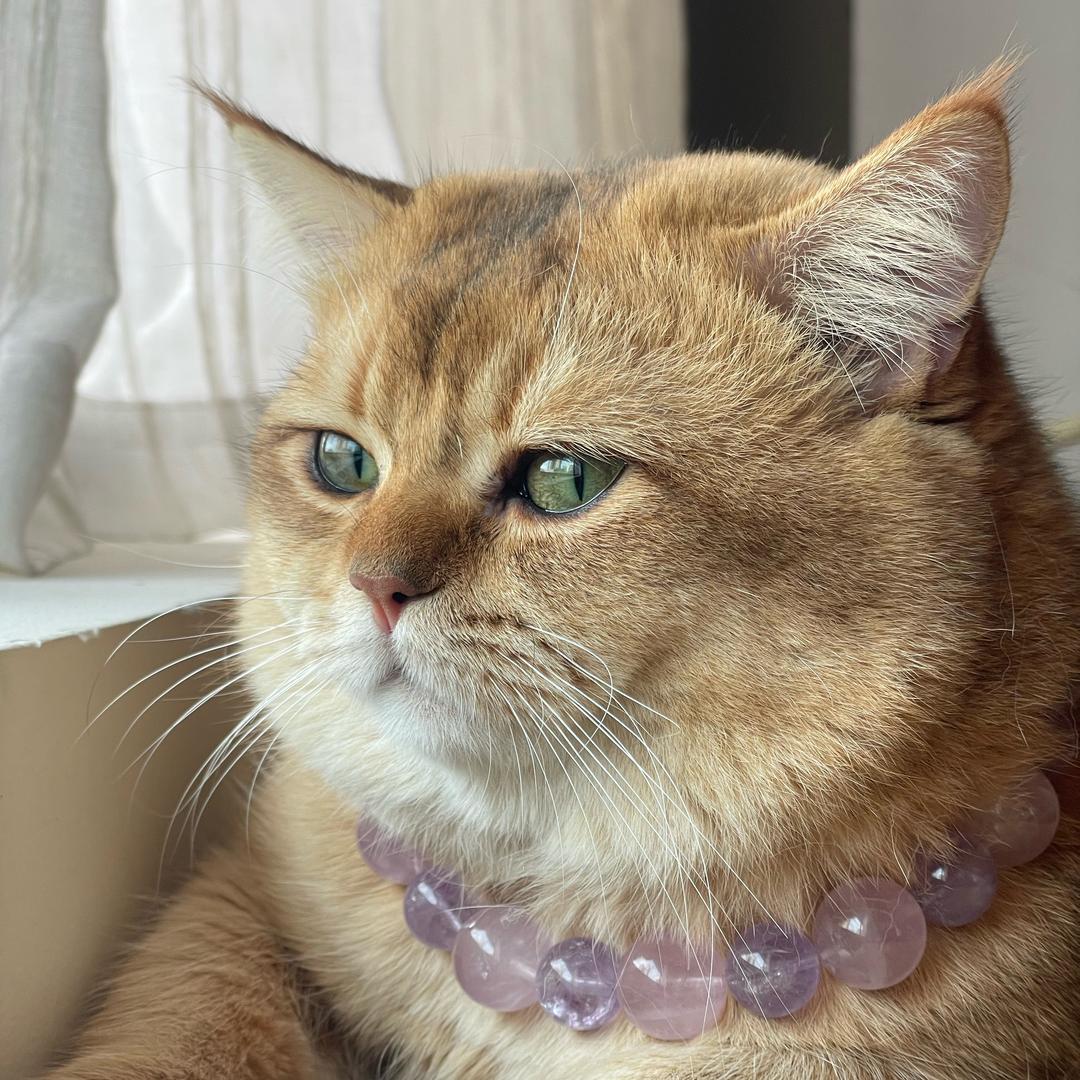 人间浪漫稚造家