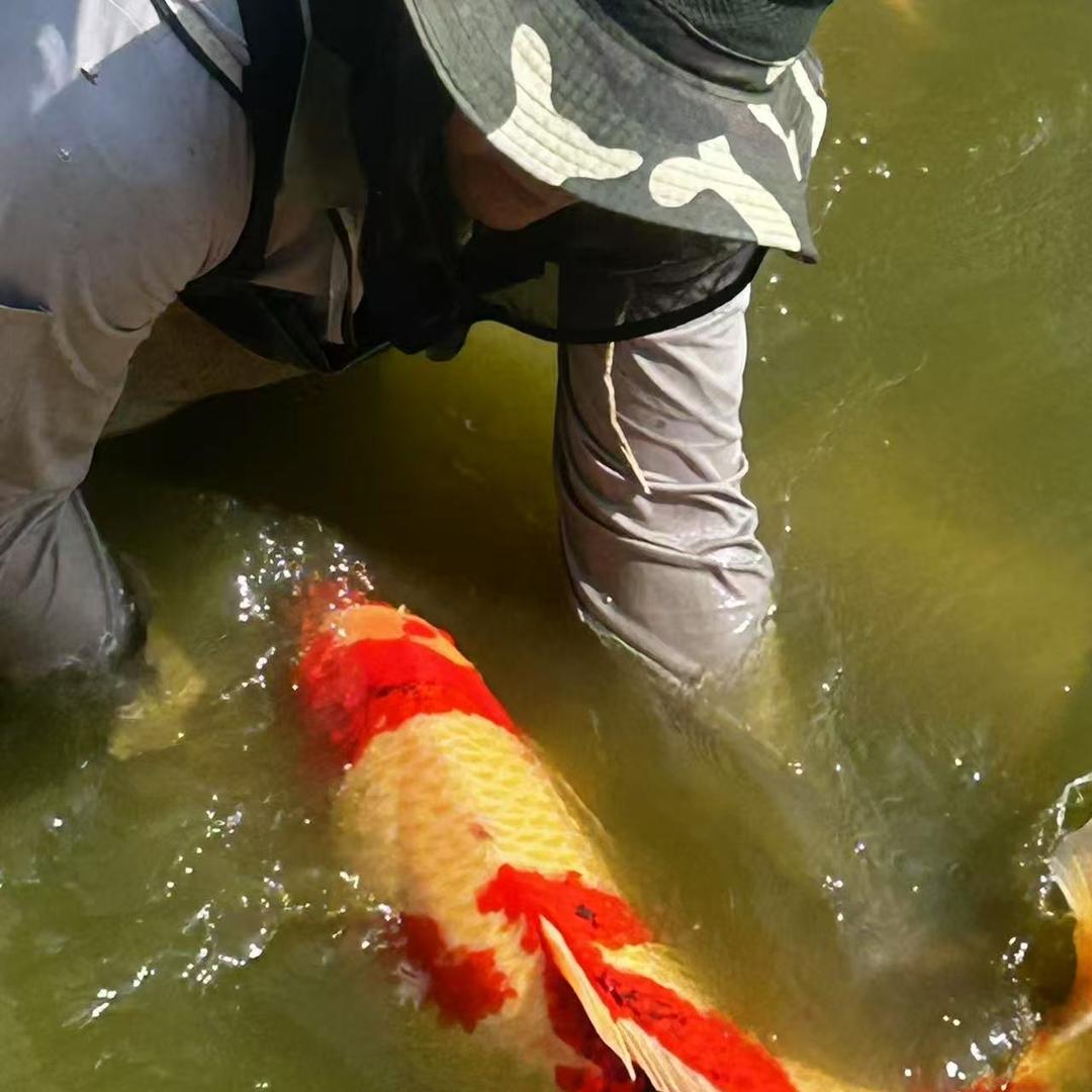 精品锦鲤水产臻选