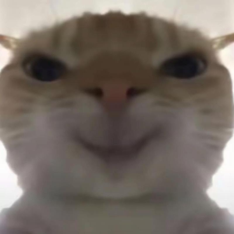 啊猫