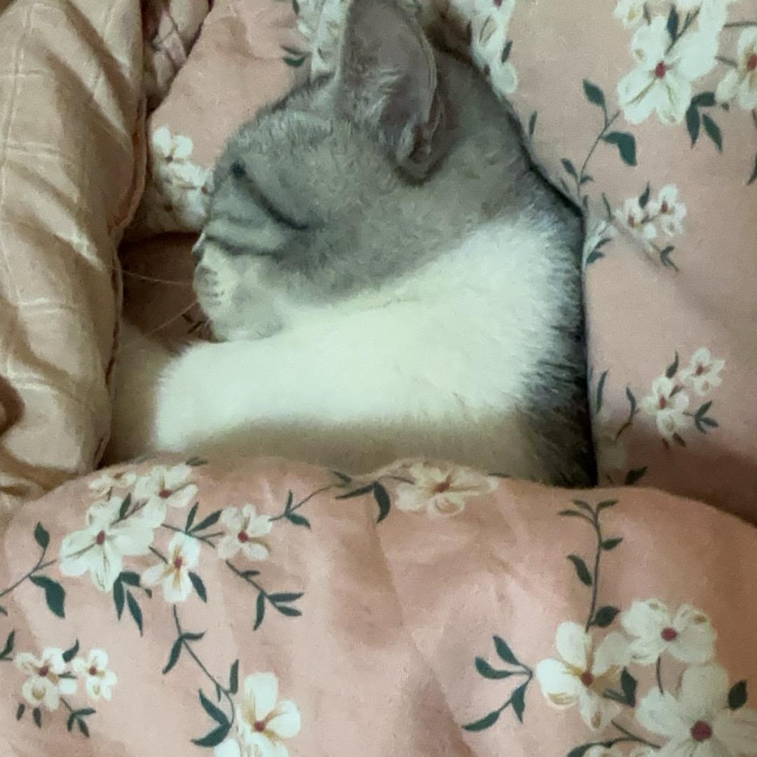小猫有点甜