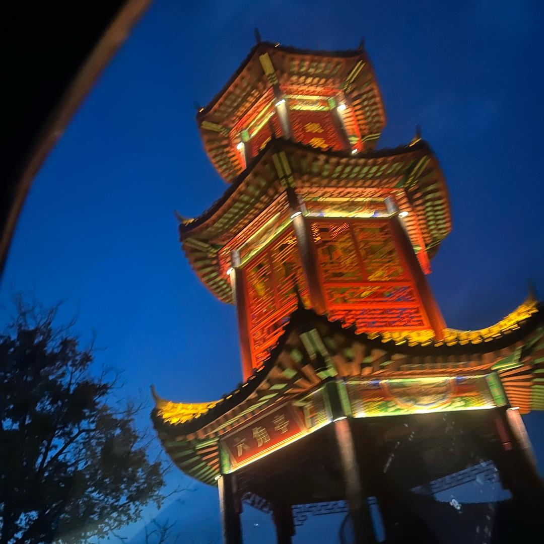 含 羞 草