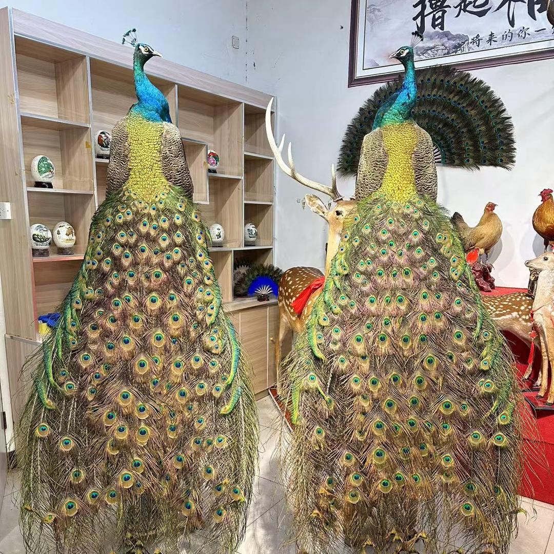 骄阳孔雀养殖