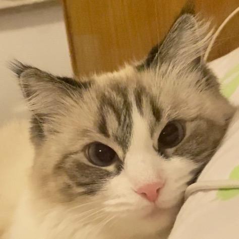 喵喵大王(>^ω^<)