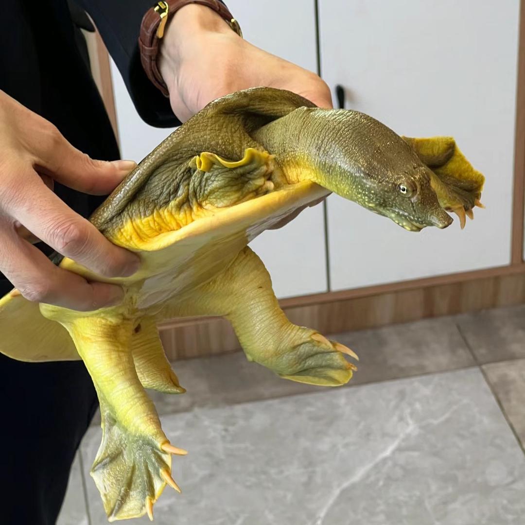 龟鳖之家