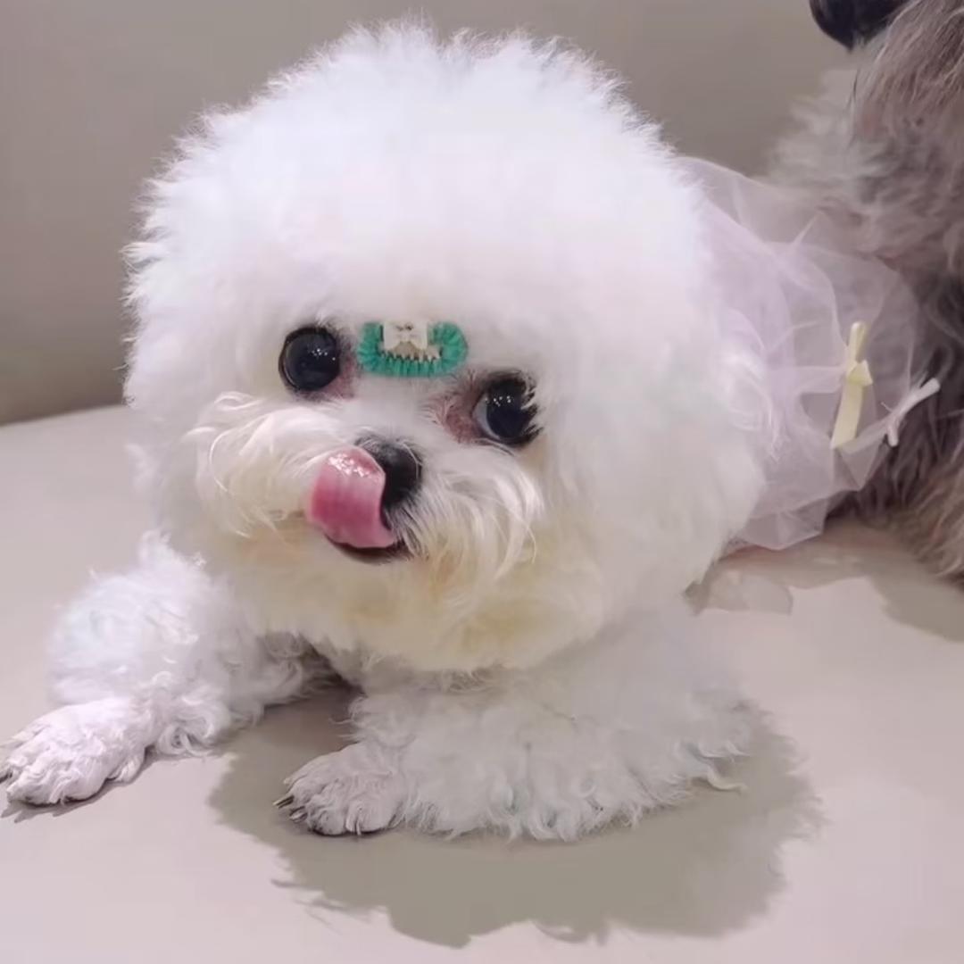 茹姐家的🐶萌宠