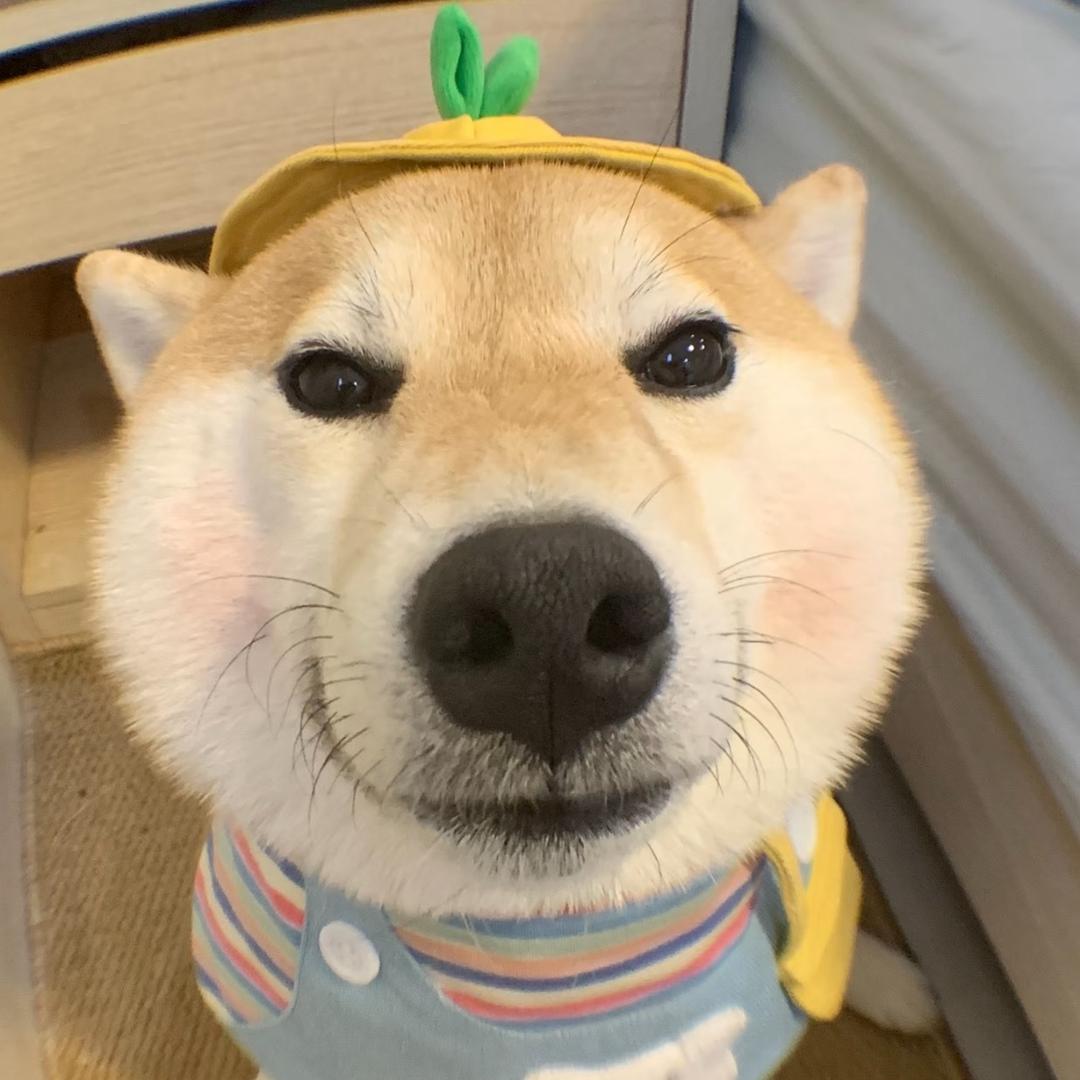 低冷小面包🍞ᐝ