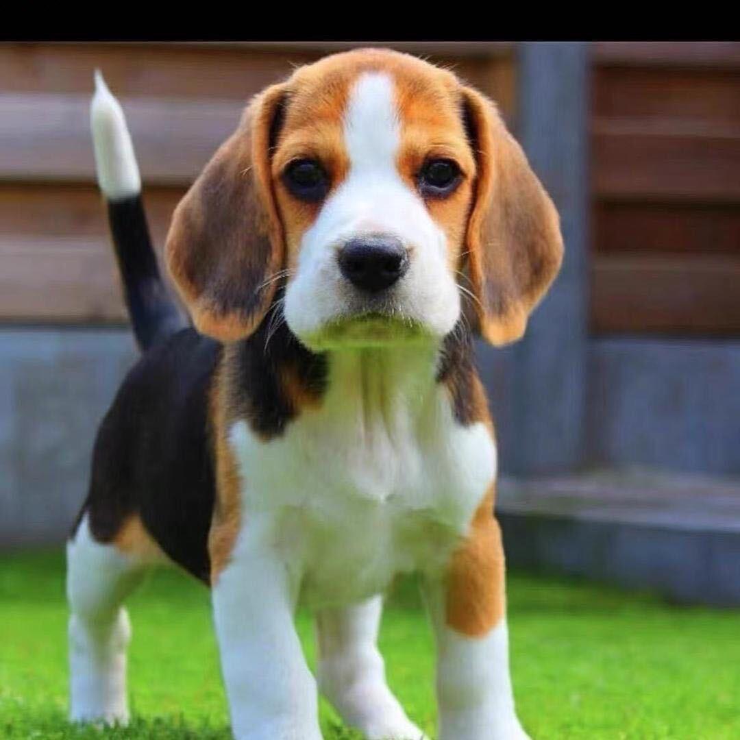 瑞瑞家的狗狗（直播号）