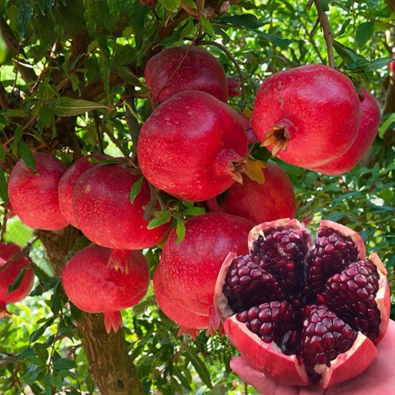 平邑迎佳花卉苗木中心（个人独资）企业店