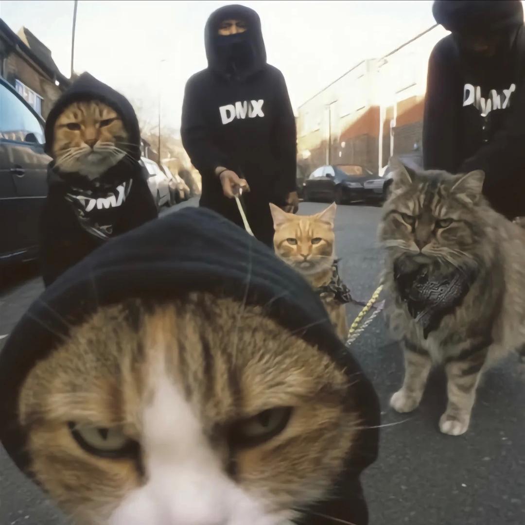 会弹🎹的猫