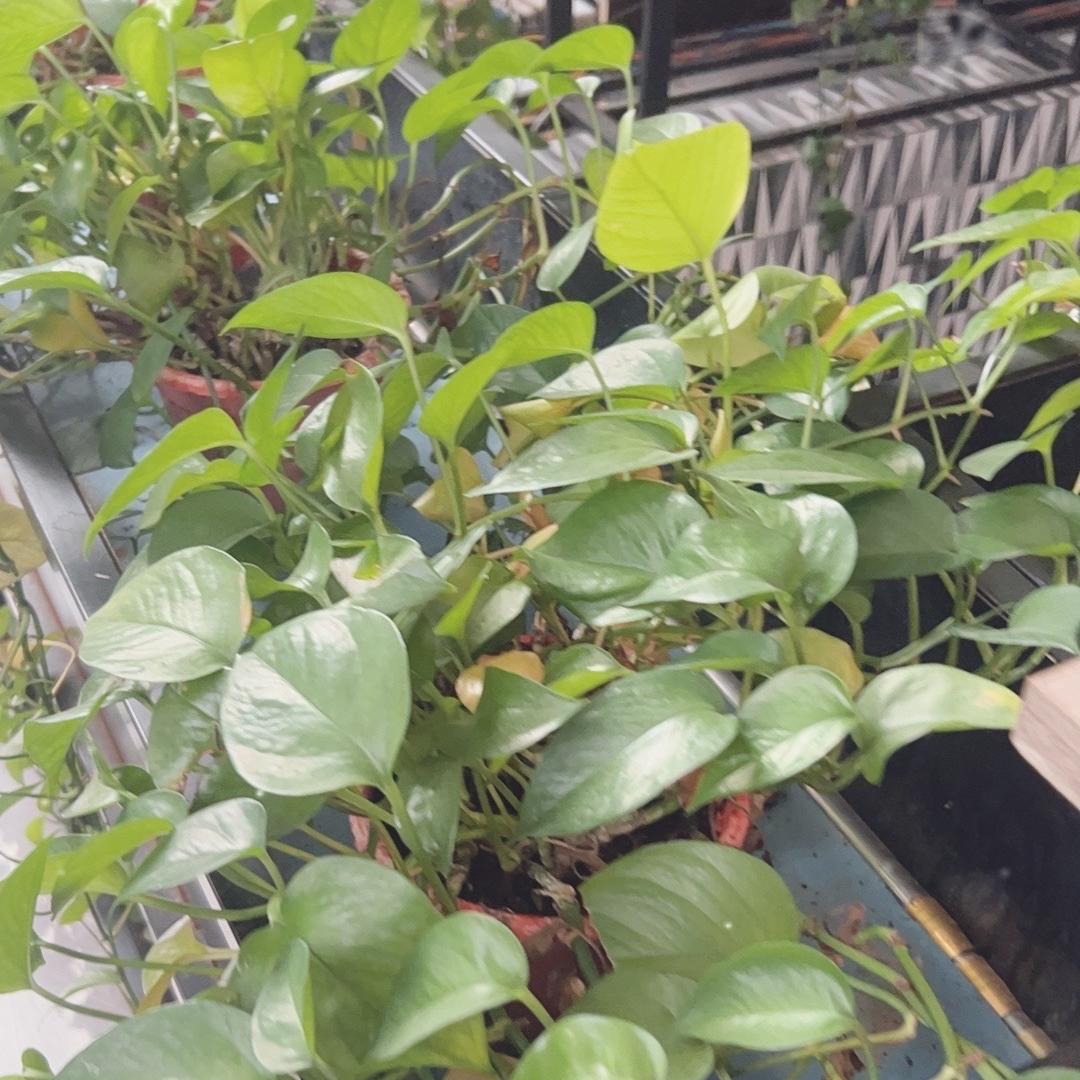 陈顺功服饰商行