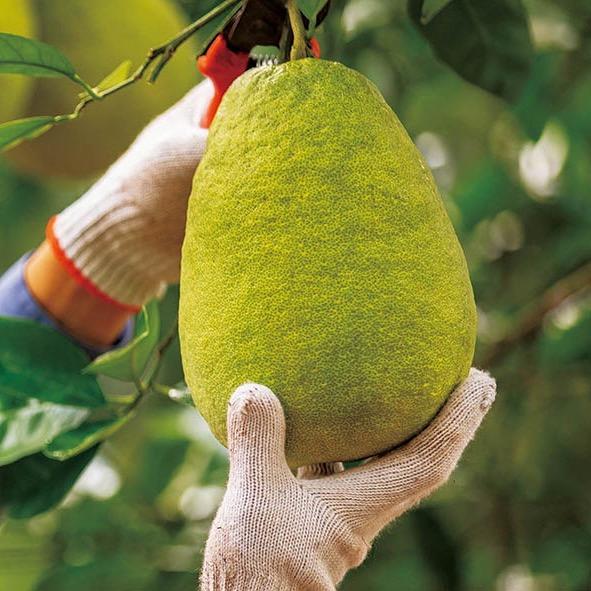 笠笠鲜广安龙安柚