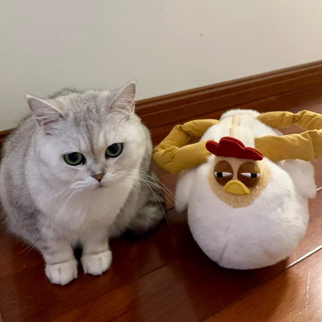 猫墩墩
