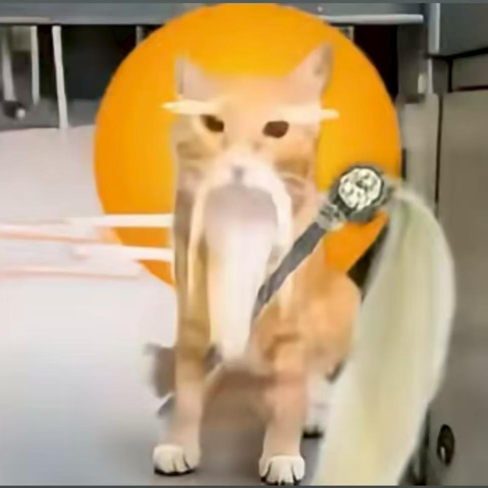 猫大师摄影（拍摄找我）