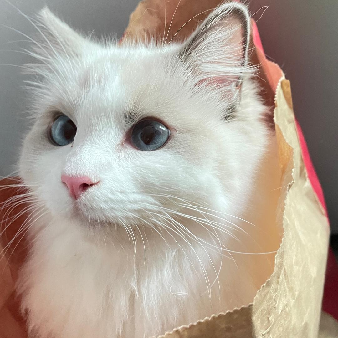 猹吃了瓜