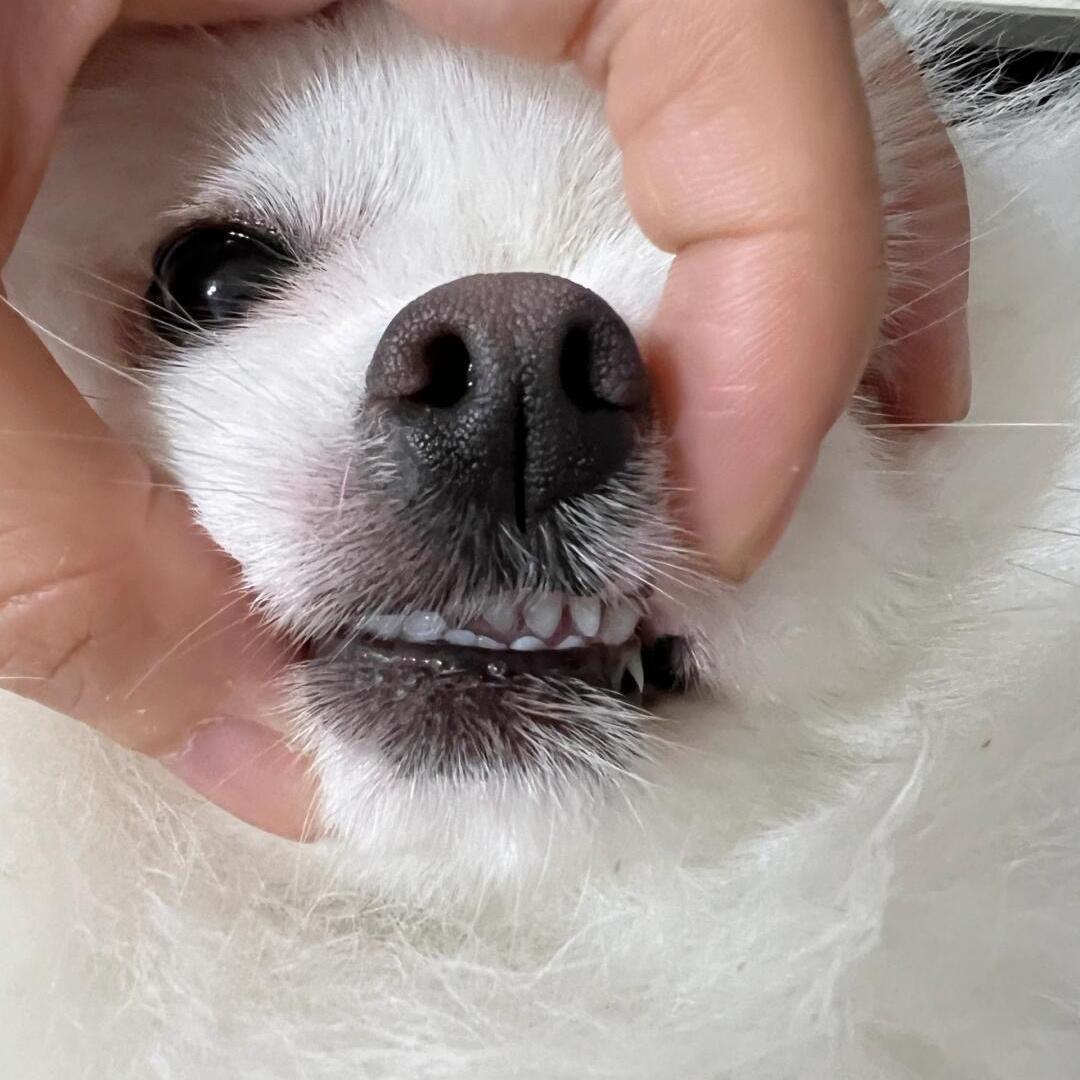 桐柏精选集
