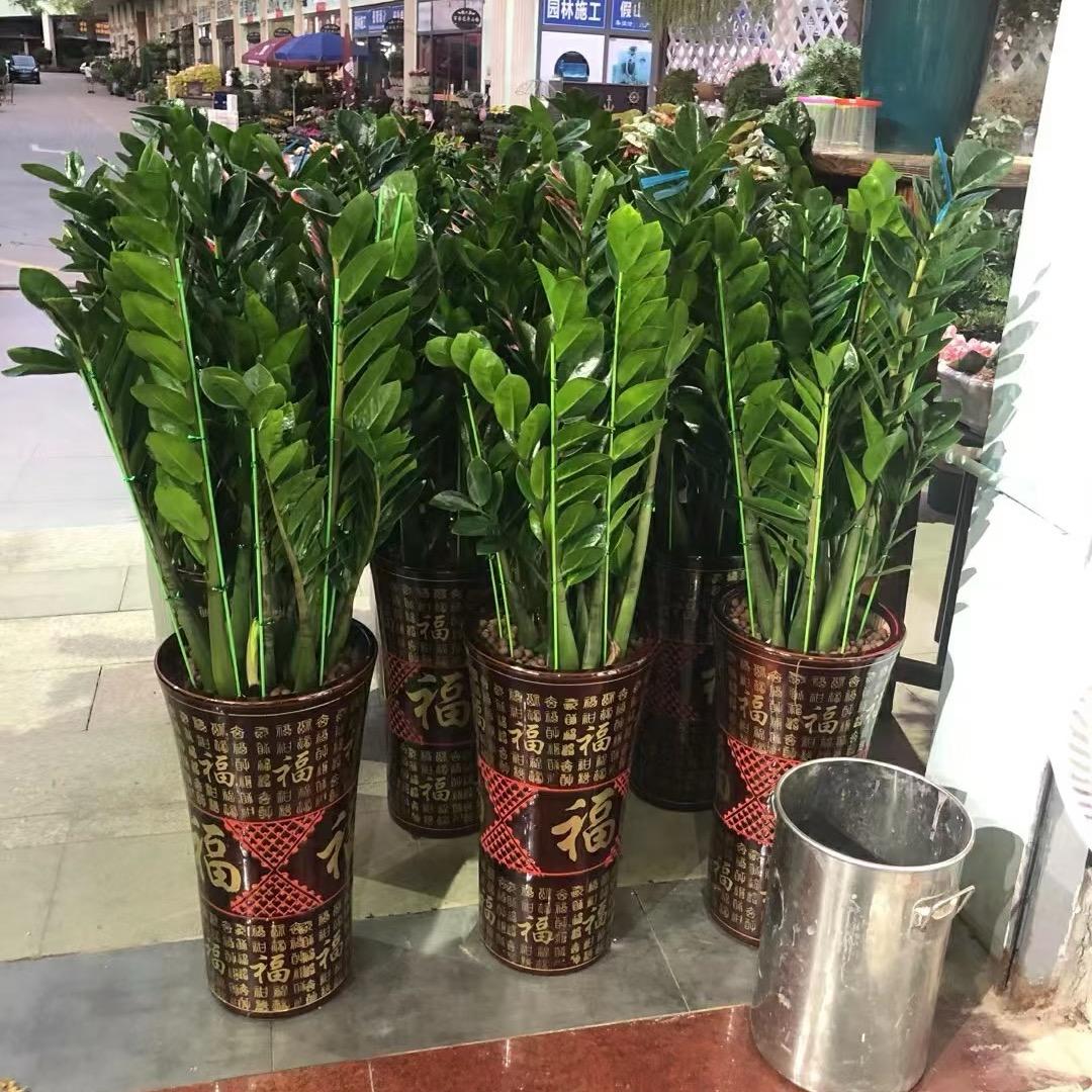 兰姐绿植