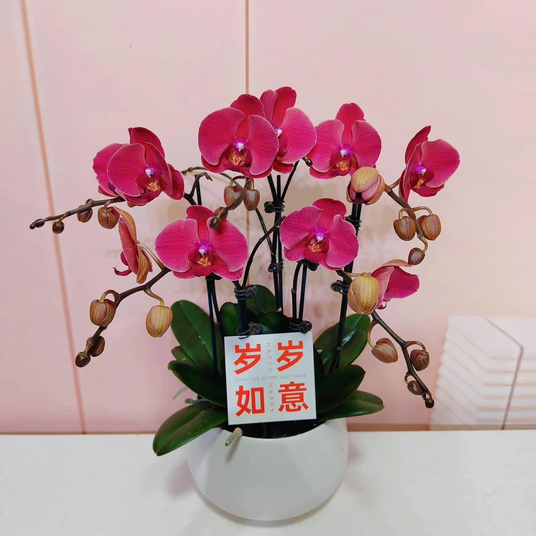 悦洋蝴蝶兰基地