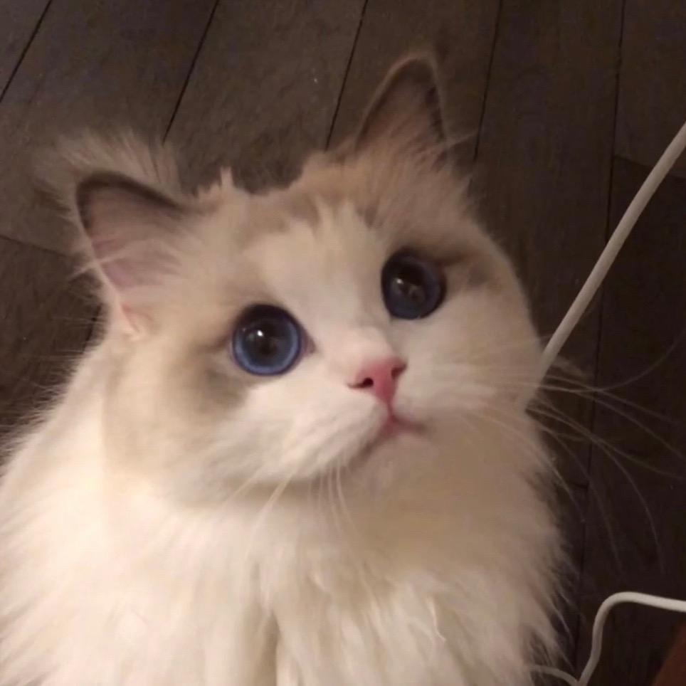 吴kiwi是一只布偶@抖音