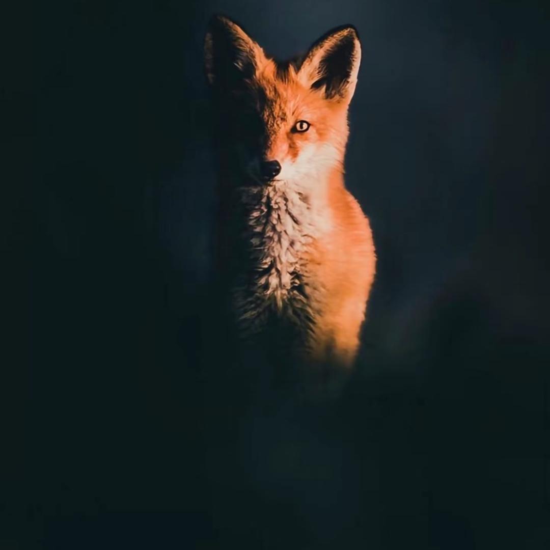 财哥（植物大战僵尸）