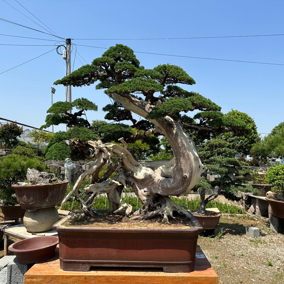 尚裕盆景