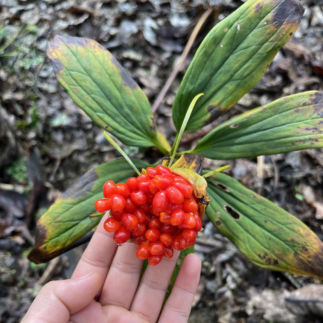 仙斛兰韵礼品花卉创意屋