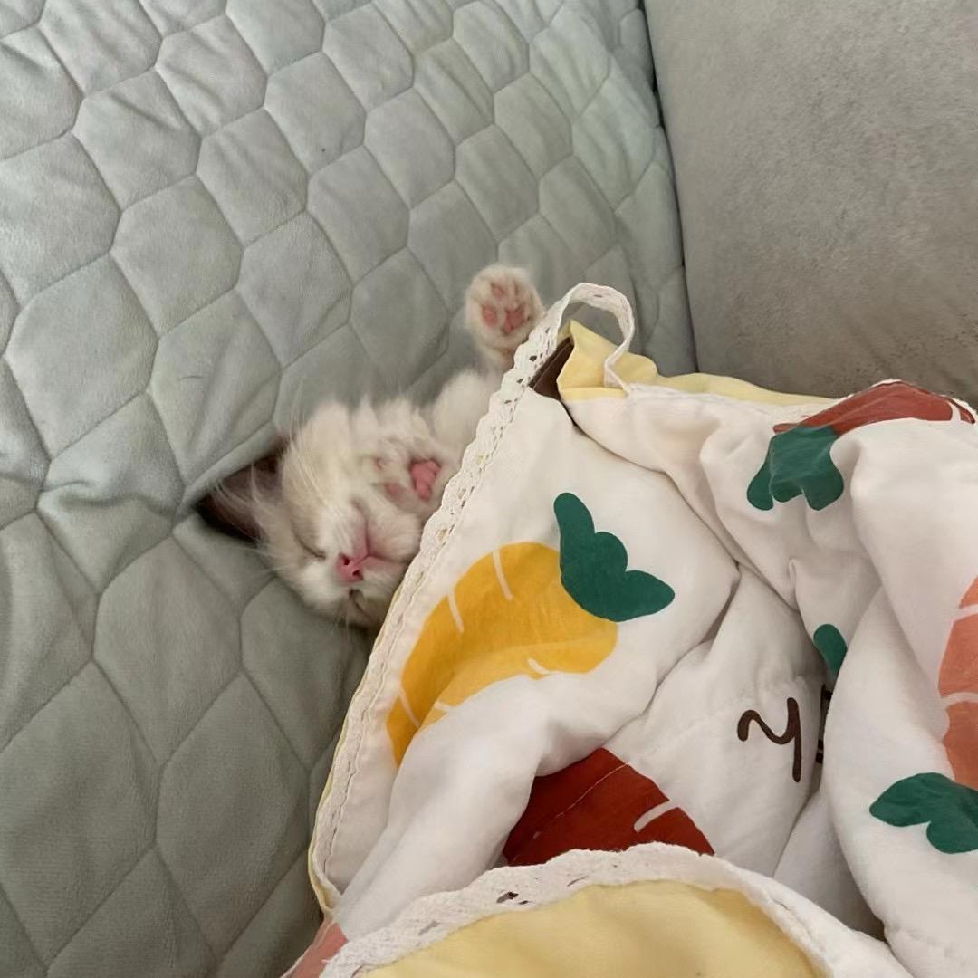 绿豆糕