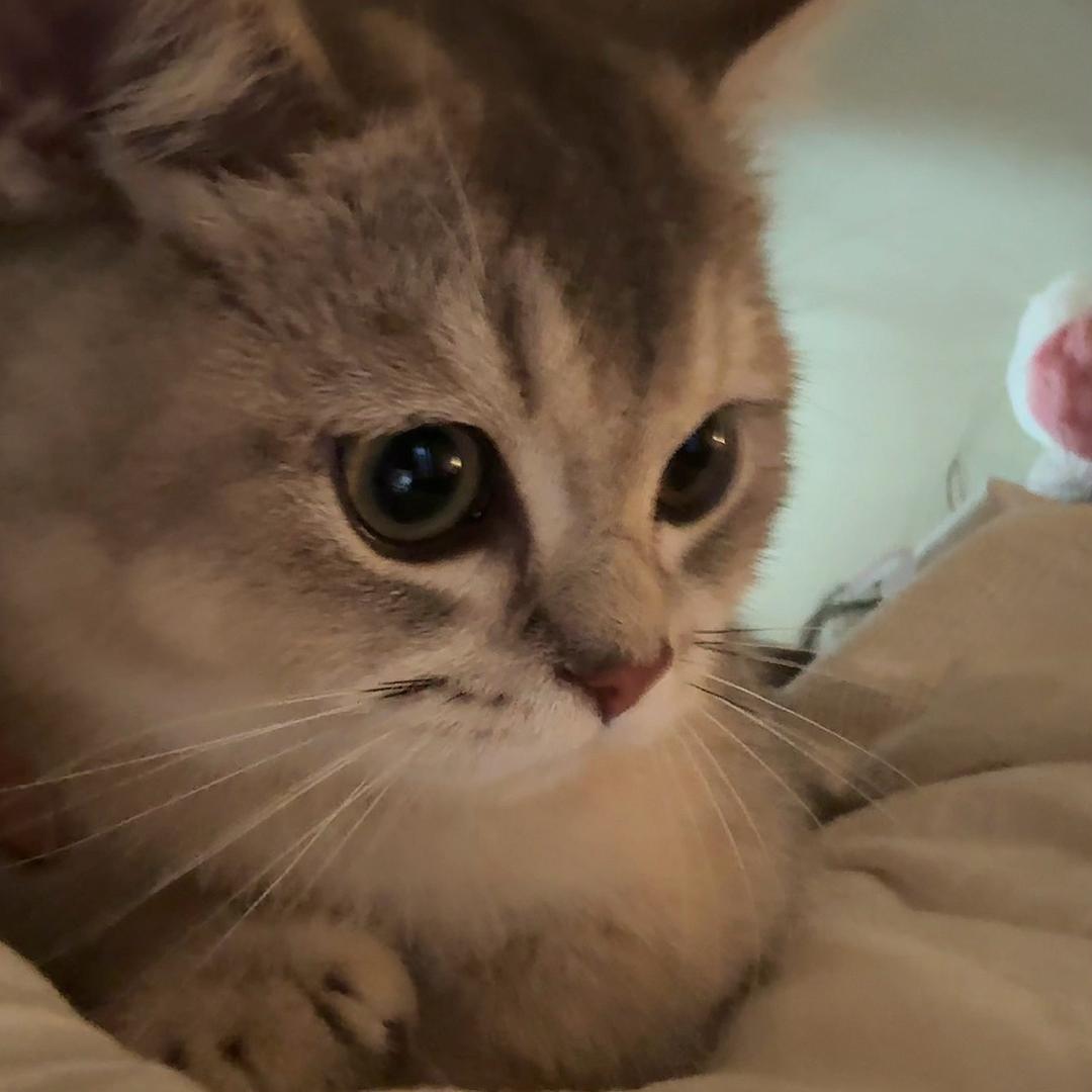 小喵🐈
