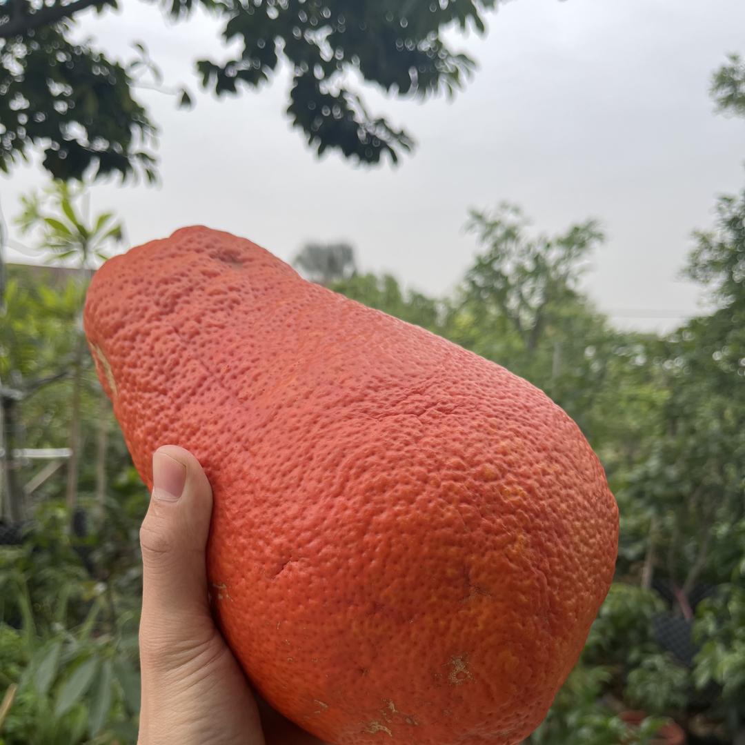 秋秋花卉果树批发